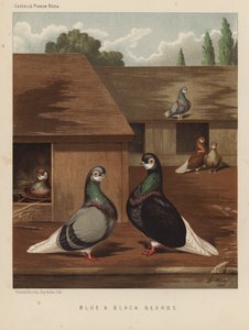 Piccioni: Blue and Black Beards da J. W. (after) Ludlow