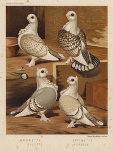 Piccioni: Brunette; Satinette; Bluette; Silverette