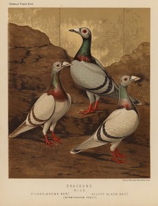 Piccioni: Dragoni, Blu, Argento, Barra Marrone, Argento, Barra Nera, Birmingham Fancy da J. W. (after) Ludlow
