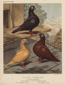 Piccioni: Flying Tumblers, Clean Legged, Black-Mottled or Rosewinged, Yellow-Mottled, Red-Mottled da J. W. (after) Ludlow