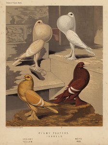 Piccioni: Pigmy Pouters; Isabels, Crema, Bianco, Giallo, Rosso