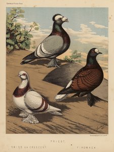 Piccioni: Priest; Swiss or Crescent; Fire-Back da J. W. (after) Ludlow