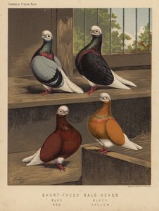Piccioni: Short-Faced Bald-Heads, Blue, Black, Red, Yellow da J. W. (after) Ludlow