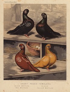 Piccioni: Short Faced Tumblers, Black Mottled, Black, Red Mottled, Yellow Mottled da J. W. (after) Ludlow
