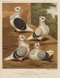 Piccioni: Turbits, a scacchi blu e argento, corona a conchiglia, blu, creste a punta da J. W. (after) Ludlow