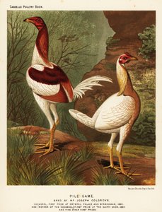 Gallo e gallina da combattimento Pile da J. W. (after) Ludlow