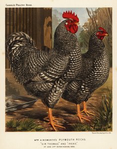 Galline Plymouth Rock