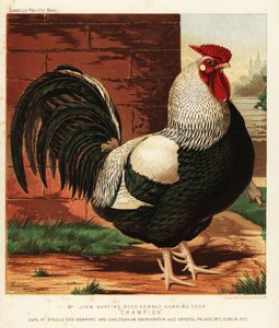 Gallo Dorking a pettine rosa