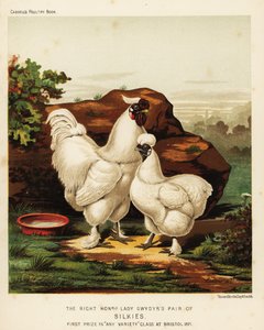 Gallo e gallina Silkie o Silky
