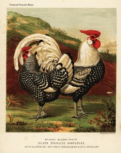 Gallo e gallina Hamburgh argentato a macchie