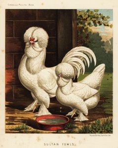 Polli Sultan, Gallus gallus domesticus