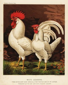 Livornesi bianchi, gallo e gallina