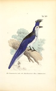  da J. W. Tenhaeff