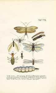  da J. W. Tenhaeff