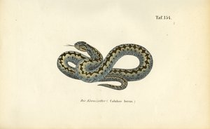  da J. W. Tenhaeff