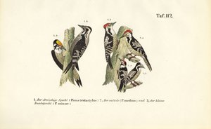  da J. W. Tenhaeff