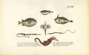I pesci marini esotici e il cavalluccio marino da J. W. Tenhaeff
