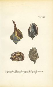  da J. W. Tenhaeff