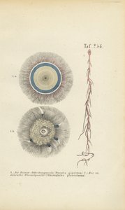  da J. W. Tenhaeff