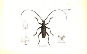  da J. W. Tenhaeff