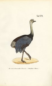  da J. W. Tenhaeff