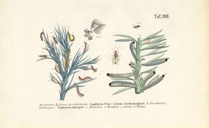  da J. W. Tenhaeff