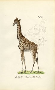  da J. W. Tenhaeff