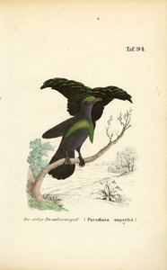 Il superbo uccello del paradiso da J. W. Tenhaeff