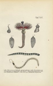  da J. W. Tenhaeff