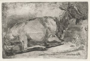 Capra sdraiata da Jabes Heenck