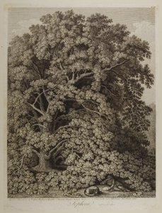 Sophora da Jacob Philippe Hackert
