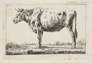 Bue in piedi, verso sinistra da Jacob Elias van Varelen