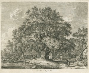 Blithfield - Wych Elm, 1825 da Jacob George Strutt