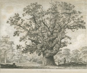 Needwood - Swilcar Oak, c.1820-1850 da Jacob George Strutt