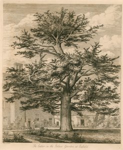 Il Cedro nel Giardino del Palazzo a Enfield, Middlesex da Jacob George Strutt