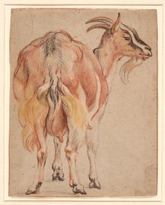 Capra, c.1657 da Jacob Jordaens