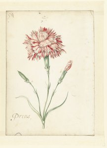 Garofano da Jacob Marrel (possibly)