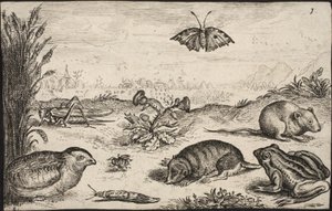 Piccoli animali e insetti: cavalletta, farfalla, arvicola, pernice, ape, lumaca, talpa e rana da Jacob Matham