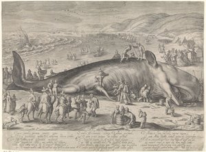 Balena arenata a Berckhey, 1598