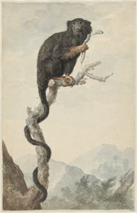 Un tamarino dalle mani rosse da Jacob Perkois