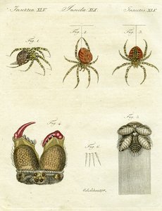 Illustrazione di ragni, 1790 da Jacob Xavier Schmuzer