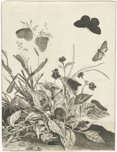 Piante con farfalle e bruchi da Jacob l