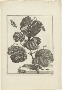 Varie larve e farfalle su una pianta da Jacob l