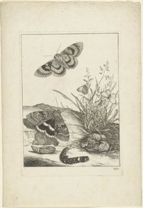 Farfalle, bruco e bozzolo