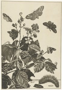 Rosa selvatica con bruchi e farfalle