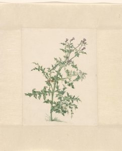Pianta in fiore