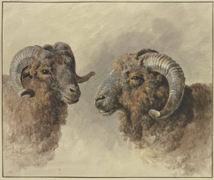 Due pecore da Jacob van Strij