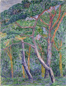 Pini da Jacoba van Heemskerck