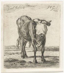 Toro bendato