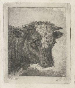Testa di una mucca con macchia bianca da Jacobus Cornelis Gaal